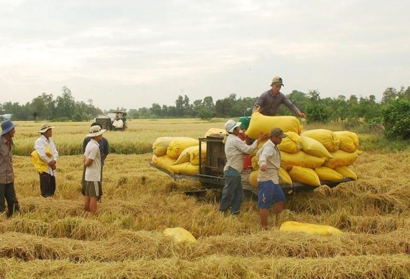 Giá lúa giảm 200 đồng, giá gạo bật tăng nhẹ.