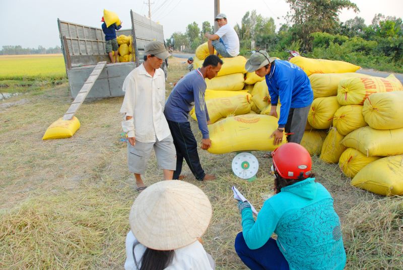 Giá lúa gạo hôm nay điều chỉnh giảm với gạo