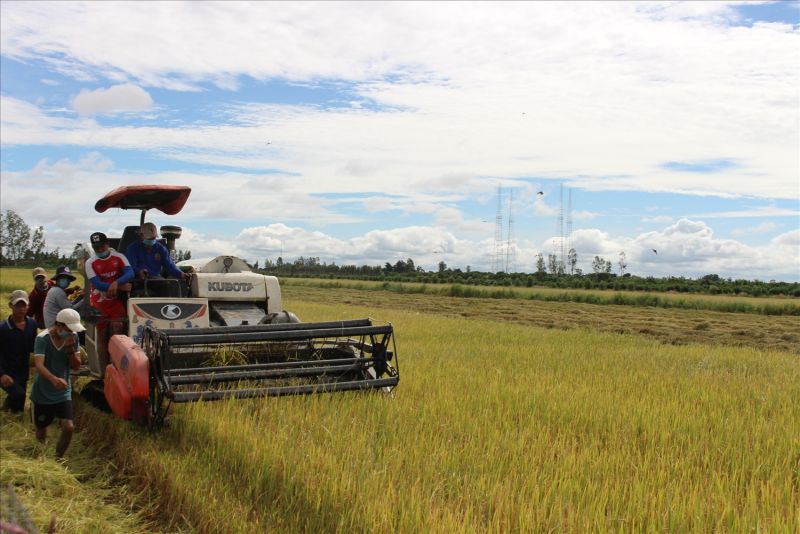 Liên kết sản xuất giúp nông sản tiêu thụ dễ dàng hơn