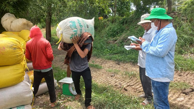 Giá lúa tăng nhưng người dân không được hưởng lợi