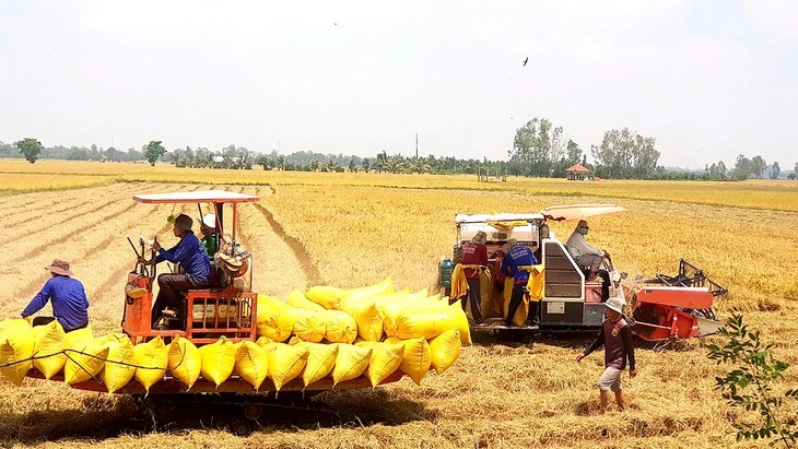 Giá lúa gạo hôm nay duy trì ổn định.