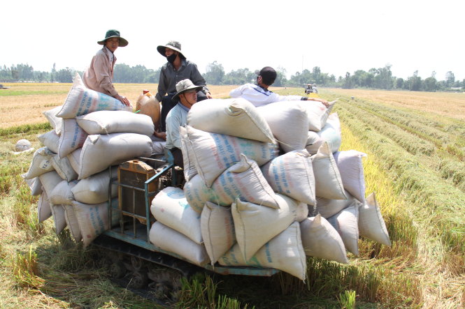 Giá lúa hôm nay tăng 200 đồng/kg.