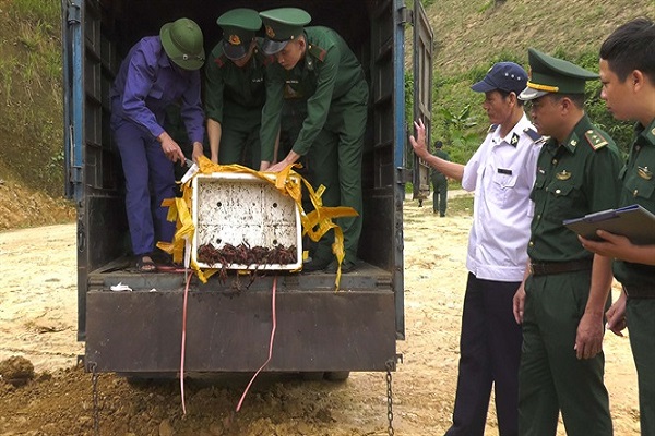 Lực lượng chức năng tiêu hủy tôm Hùm (ảnh minh họa)