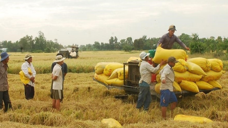 Giá gạo hôm nay duy trì ổn định. (Ảnh minh họa)