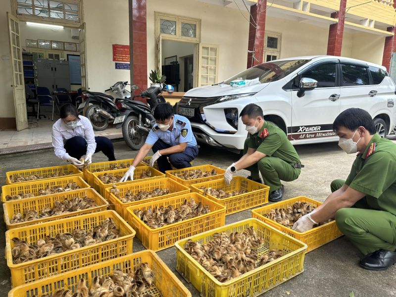 Lực lượng chức năng kiểm đếm số lượng gia cầm giống nhập lậu