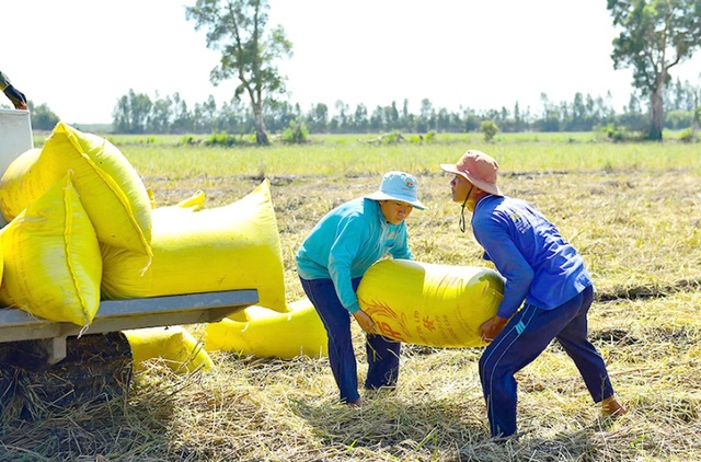 Giá lúa gạo hôm nay tiếp đà tăng với gạo. (Ảnh minh họa)