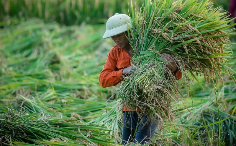 Giá lúa gạo hôm nay không biến động (Ảnh minh họa)