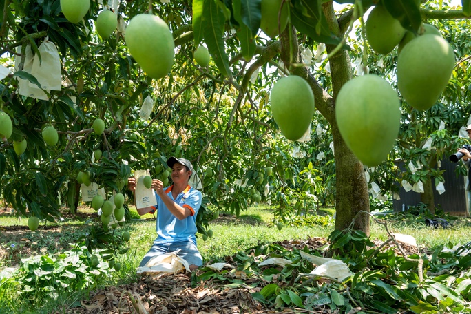 Nhiều nhà vườn ứng dụng mô hình sản xuất theo tiêu chuẩn VietGAP, GlobalGAP