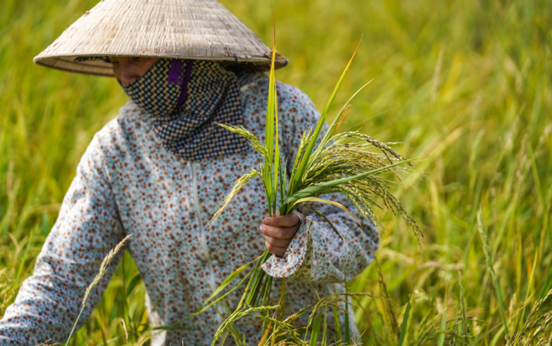 Giá lúa gạo hôm nay duy trì ổn định. (Ảnh minh họa)