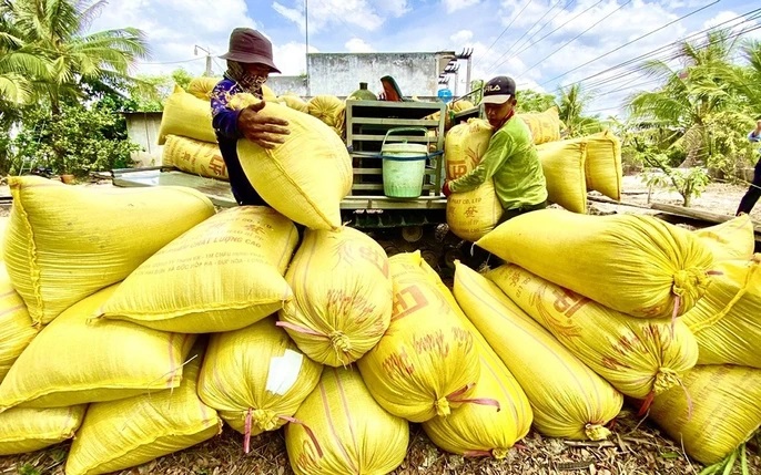 Giá lúa gạo hôm nay tăng với cả lúa và gạo. (Ảnh minh họa)