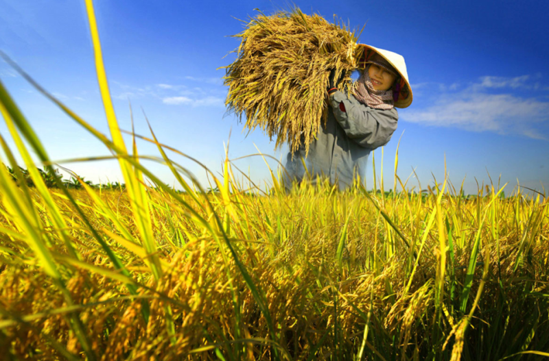 Giá lúa gạo hôm nay duy trì ổn định. (Ảnh minh họa)