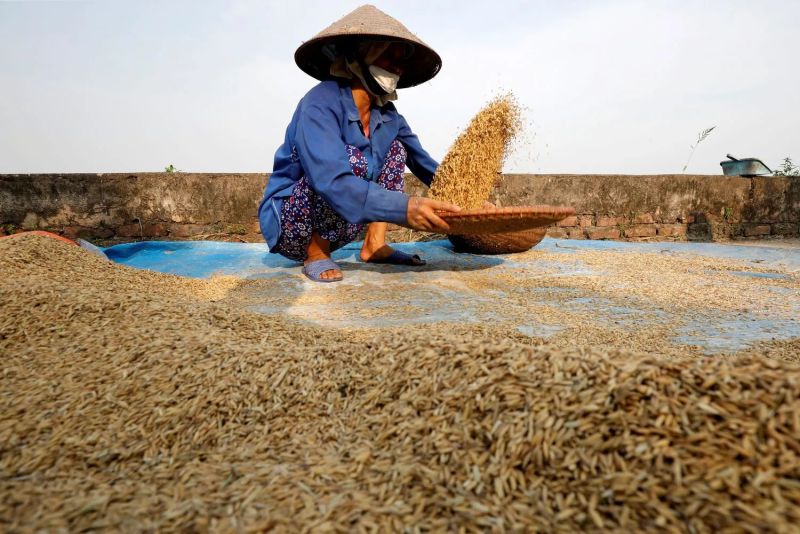 Giá lúa gạo hôm nay biến động trái chiều. (Ảnh minh họa)