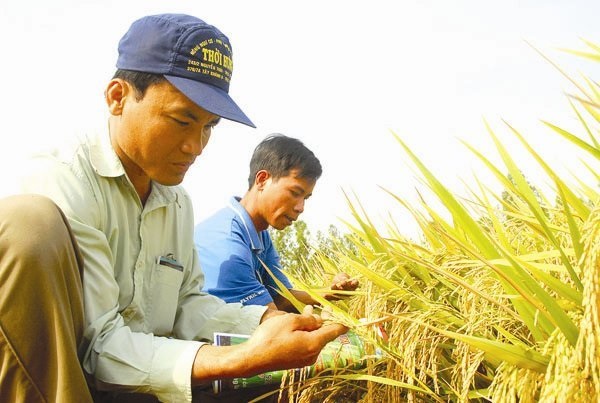 Giá lúa gạo hôm nay duy trì ổn định. (Ảnh minh họa)