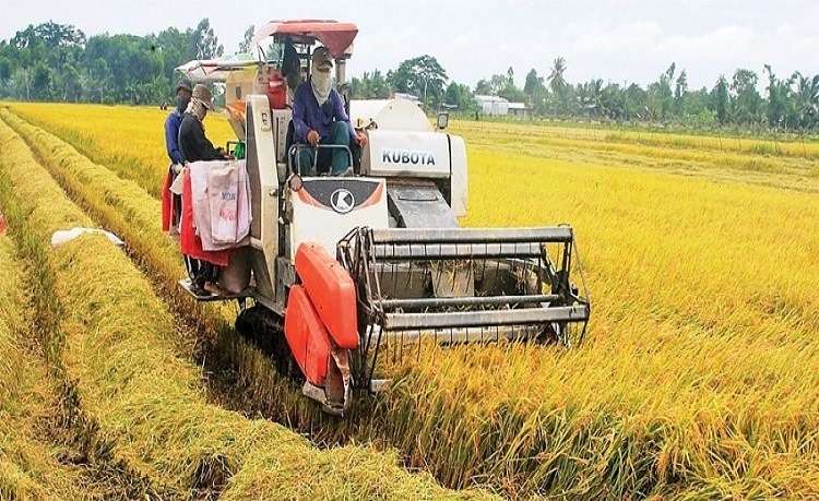 Giá lúa gạo hôm nay không có biến động. (Ảnh minh họa)