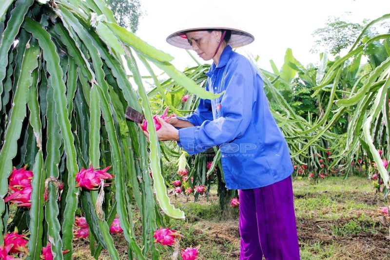 Nông dân là trung tâm, là chủ thể, nông thôn là nền tảng, nông nghiệp là động lực. Ảnh internet.