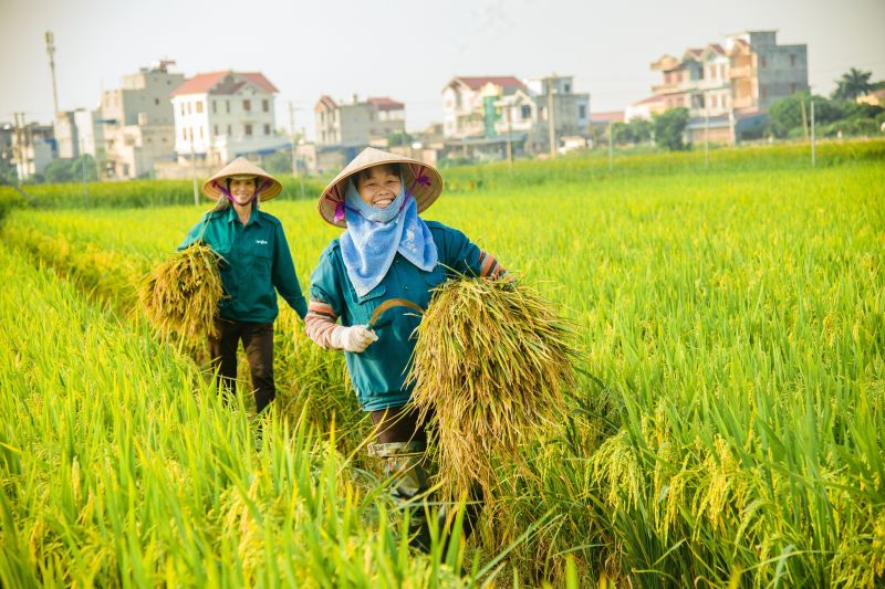 Giá lúa gạo hôm nay ổn định. (Ảnh minh họa)