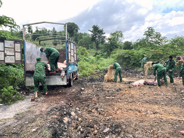Đồn Biên phòng CKQT Lao Bảo phối hợp với các cơ quan chức năng tiêu hủy 15 cá thể lợn thịt không rõ nguồn gốc.