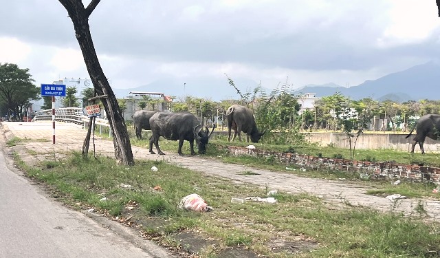 Đàn trâu thả rong đoạn Cầu Gia Tròn( Khu đô thị sinh thái Golden Hills. Ảnh chụp lúc 11h trưa ngày 12/01- Hoàng Hữu Quyết