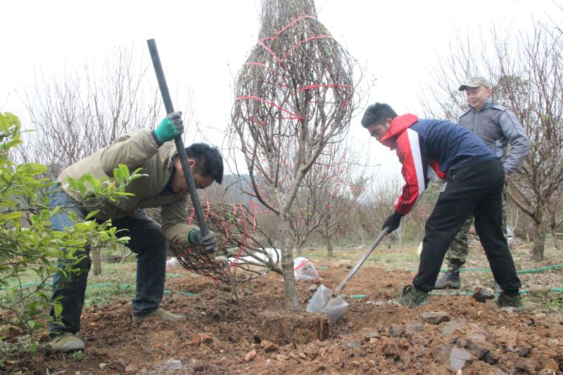 Hộ trồng đào chuẩn bị đào cho khách mua