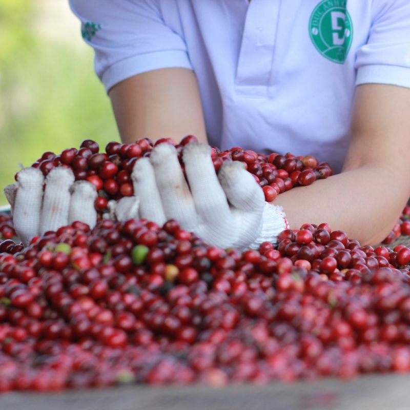 Giá cà phê tiếp tục duy trì mức tăng cao. ( Ảnh minh họa).