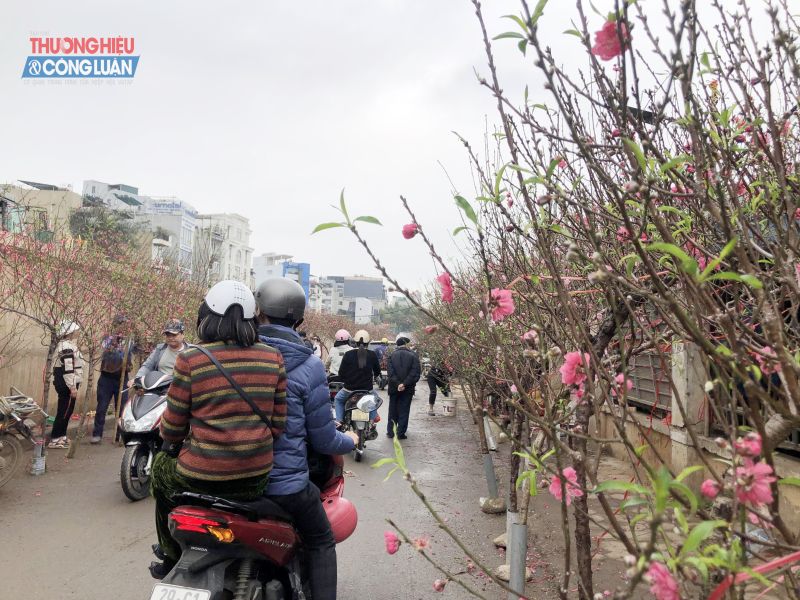 Những bông hoa đào nở sớm bung xòe cánh, thích hợp cho những người muốn chơi Tết sớm..