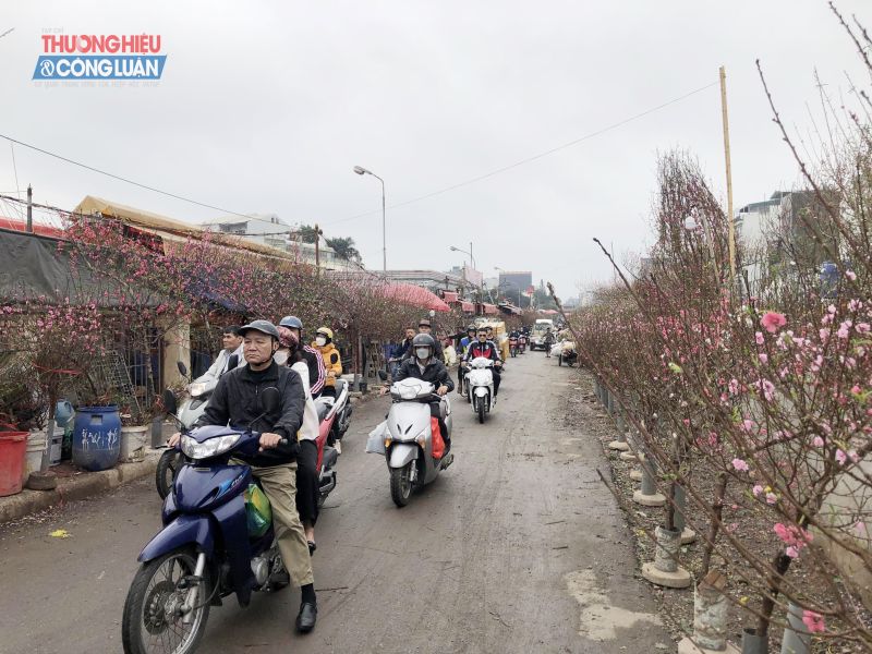 Thời gian này, những cành đào Nhật Tân liên tục được các tiểu thương đưa về để phục vụ nhu cầu chơi hoa sớm của người dân.