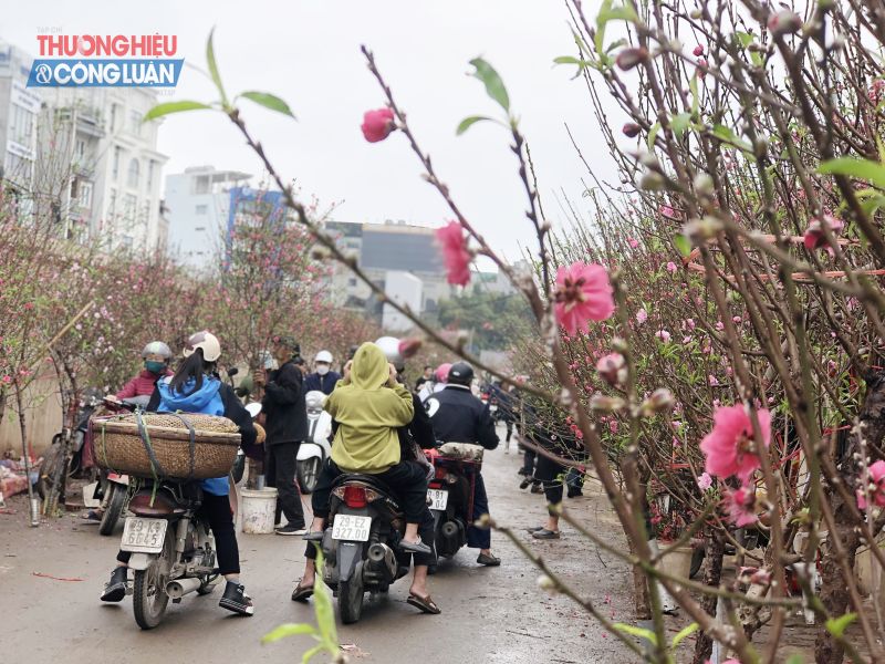 Ngoài hoa, chợ hoa Quảng An cũng được các tiểu thương tất bật bày bán hoa đào cho người dân mua về chơi Tết.