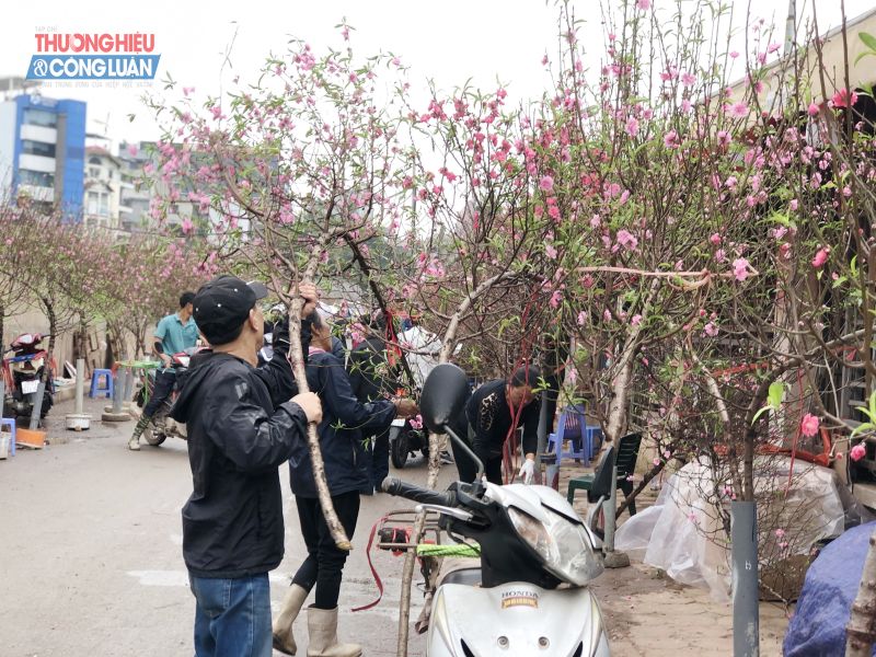 Nhiều gốc, cành đào Nhật Tân đã được bày để phục vụ nhu cầu mua bán của người dân Thủ đô về chơi Tết.