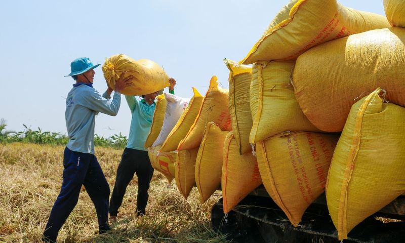 Giá lúa gạo hôm nay không có biến động. (Ảnh minh họa)