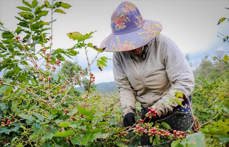 Giá cà quay đầu giảm sâu sau nhiều phiên tăng. ( Ảnh minh họa).