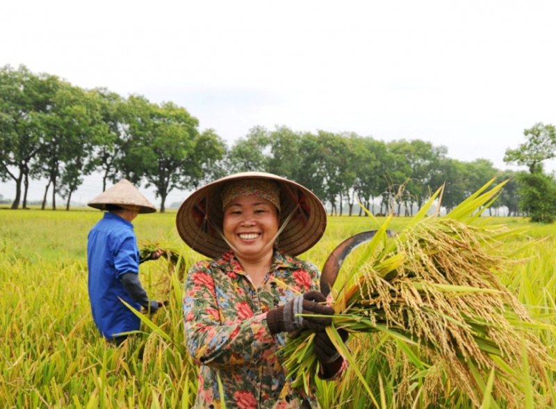 Giá lúa gạo hôm nay điều chỉnh tăng với gạo. (Ảnh minh họa)