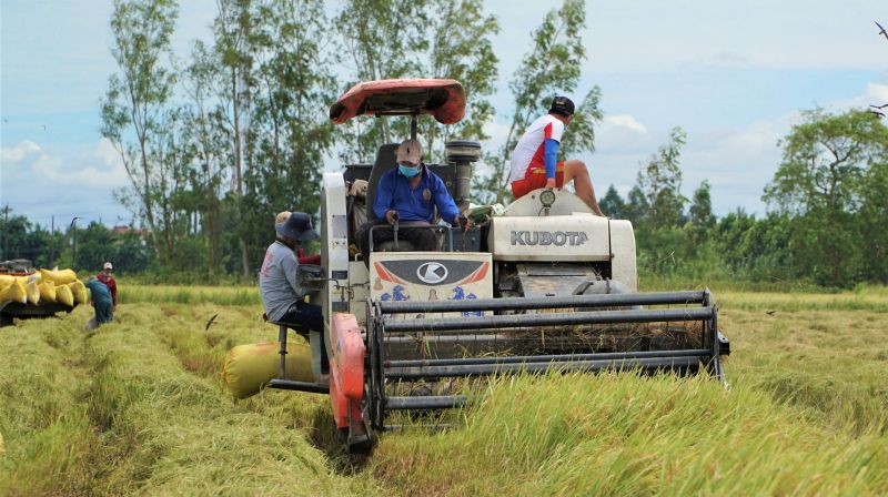 Giá lúa gạo hôm nay không có biến động. (Ảnh minh họa)