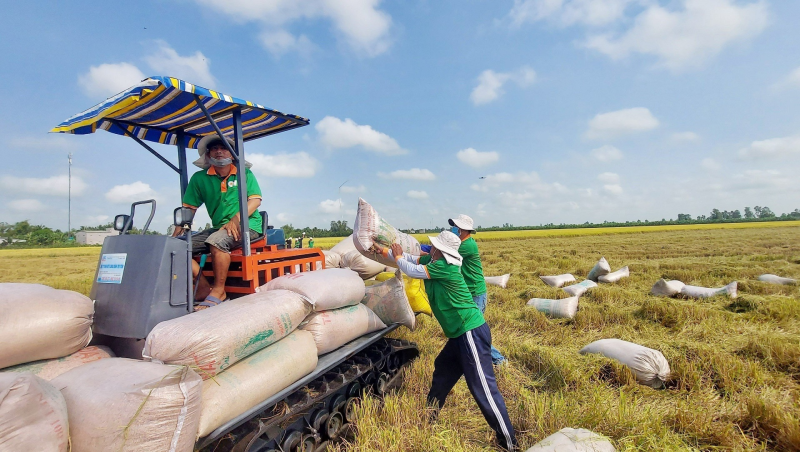 Giá lúa gạo hôm nay đồng loạt tăng. (Ảnh minh họa)