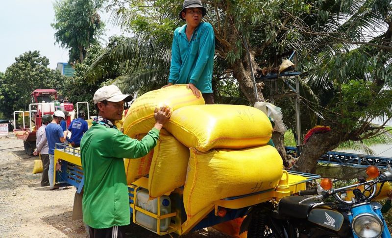 Giá lúa gạo hôm nay biến động trái chiều. (Ảnh minh họa)