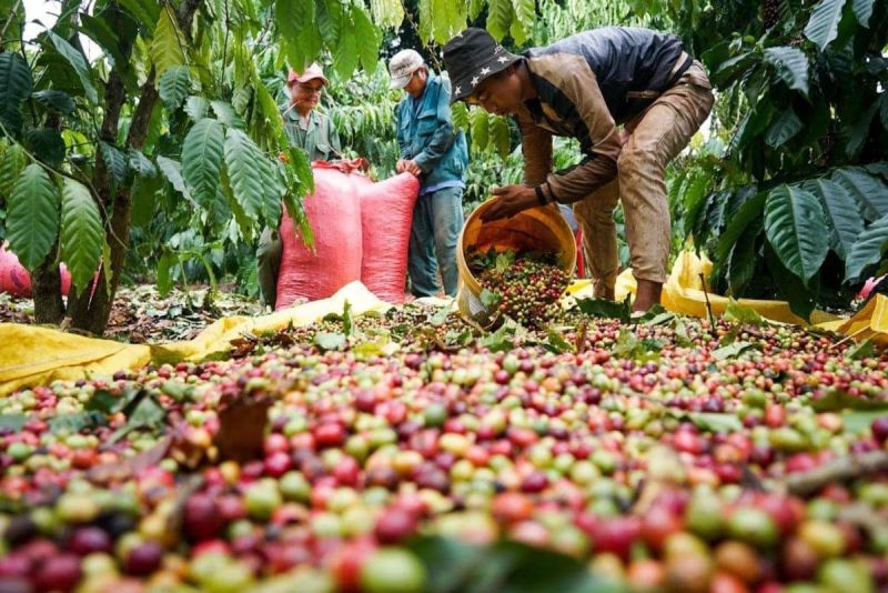 Các địa phương trong vùng Tây Nguyên cần liên kết với nhau đẻ vùng thống nhất đồng hành phát triển các sản phẩm thế mạnh chủ lực cho từng nhóm sản phẩm của vùng