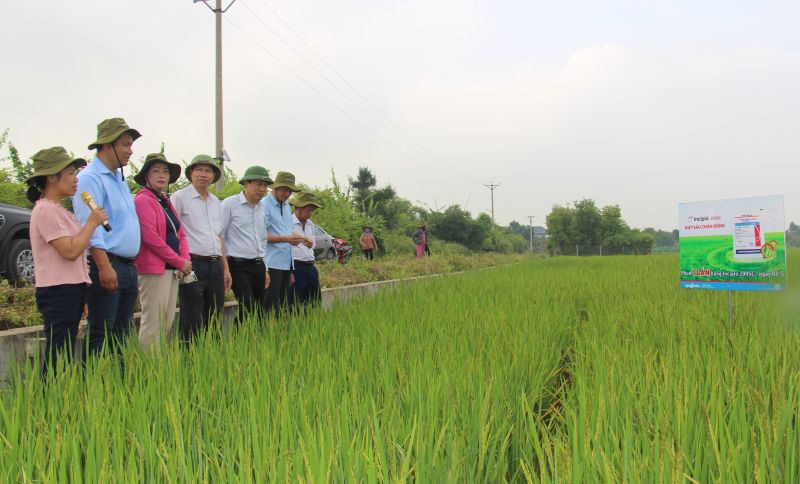 Lãnh đạo Sở Nông nghiệp & Phát triển nông thôn tỉnh Nam Định tham quan, đánh giá mô hình ruộng lúa sử dụng thuốc trừ sâu Incipio 200SC