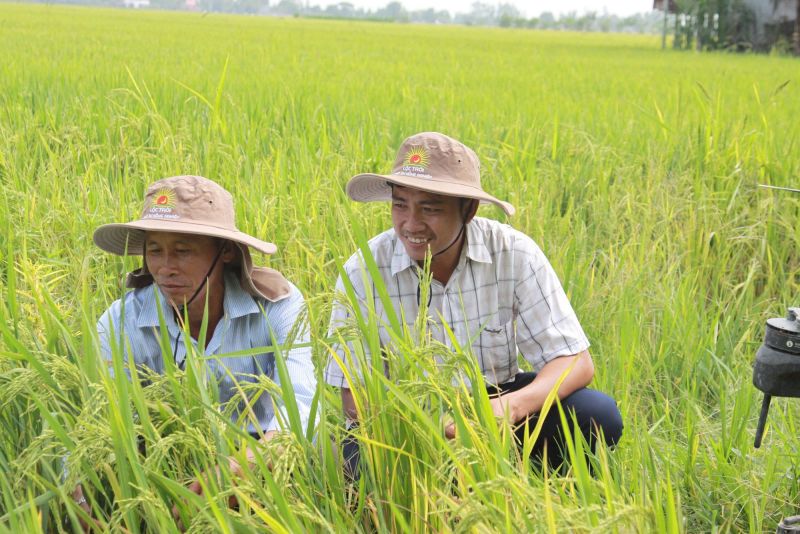 Sự thành công của các HTX khi tham gia Đề án 1 triệu ha lúa chất lượng cao là yếu tố quyết định thành bại của Đề án. (Ảnh: VGP/Đỗ Hương)