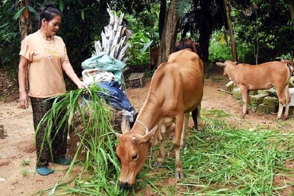 Người dân ở Hà Tĩnh chăm sóc bò giống vừa được hỗ trợ từ nguồn dự án đa dạng hóa sinh kế, phát triển mô hình giảm nghèo thuộc Chương trình MTQG giảm nghèo bền vững giai đoạn 2021 – 2025.