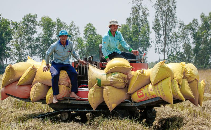 Giá gạo tăng, giảm trái chiều, giá lúa giảm 200 đồng/kg. (Ảnh minh họa)