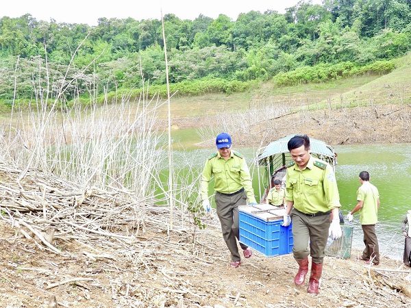 VQG Vũ Quang cùng các lực lượng chức năng đưa 36 cá thể động vật hoang dã vào khu vực thả về với môi trường tự nhiên.