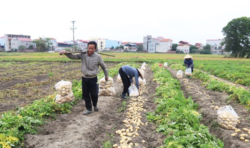 Nông dân phường Việt Hùng, thị xã Quế Võ thu hoạch diện tích khoai tây vụ Đông.