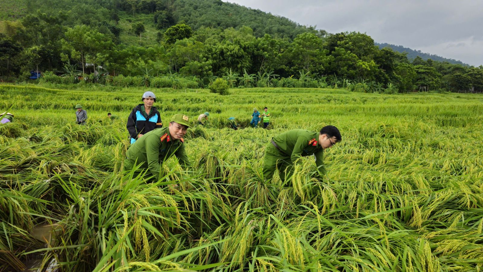 Lực lượng Công an Thanh Hóa giúp dân gặt lúa chạy bão