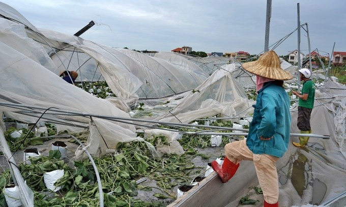 Nhiều diện tích cây trồng, nhà màng bị đổ nát sau bão số 3.