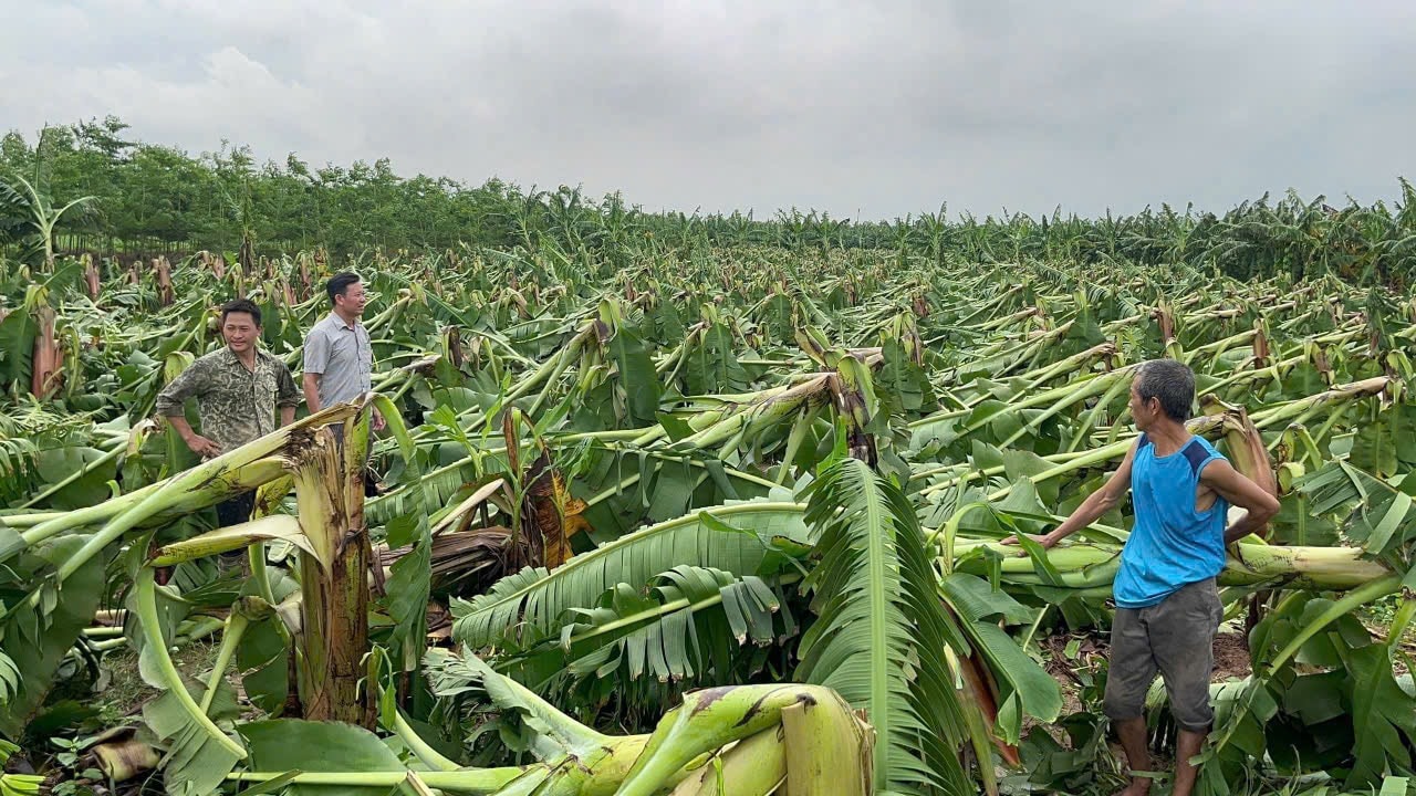 Nhiều diện tích trồng chuối ở xã Phú Phương (huyện Ba Vì) bị đổ do mưa bão. Ảnh: Thanh Bạch.