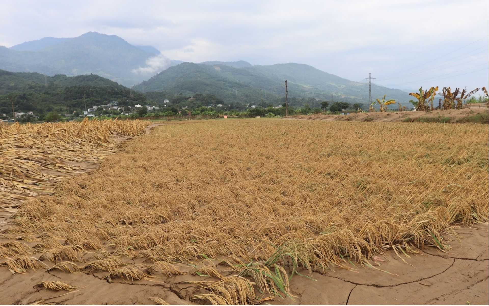 Lào Cai tập trung triển khai các biện pháp phục hồi sản xuất nông, lâm nghiệp sau bão và mưa, lũ, sạt lở