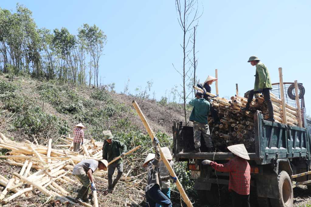 Người dân Bình Liêu vẫn đang tích cực thu gom gỗ keo bị gãy đổ sau bão số 3.