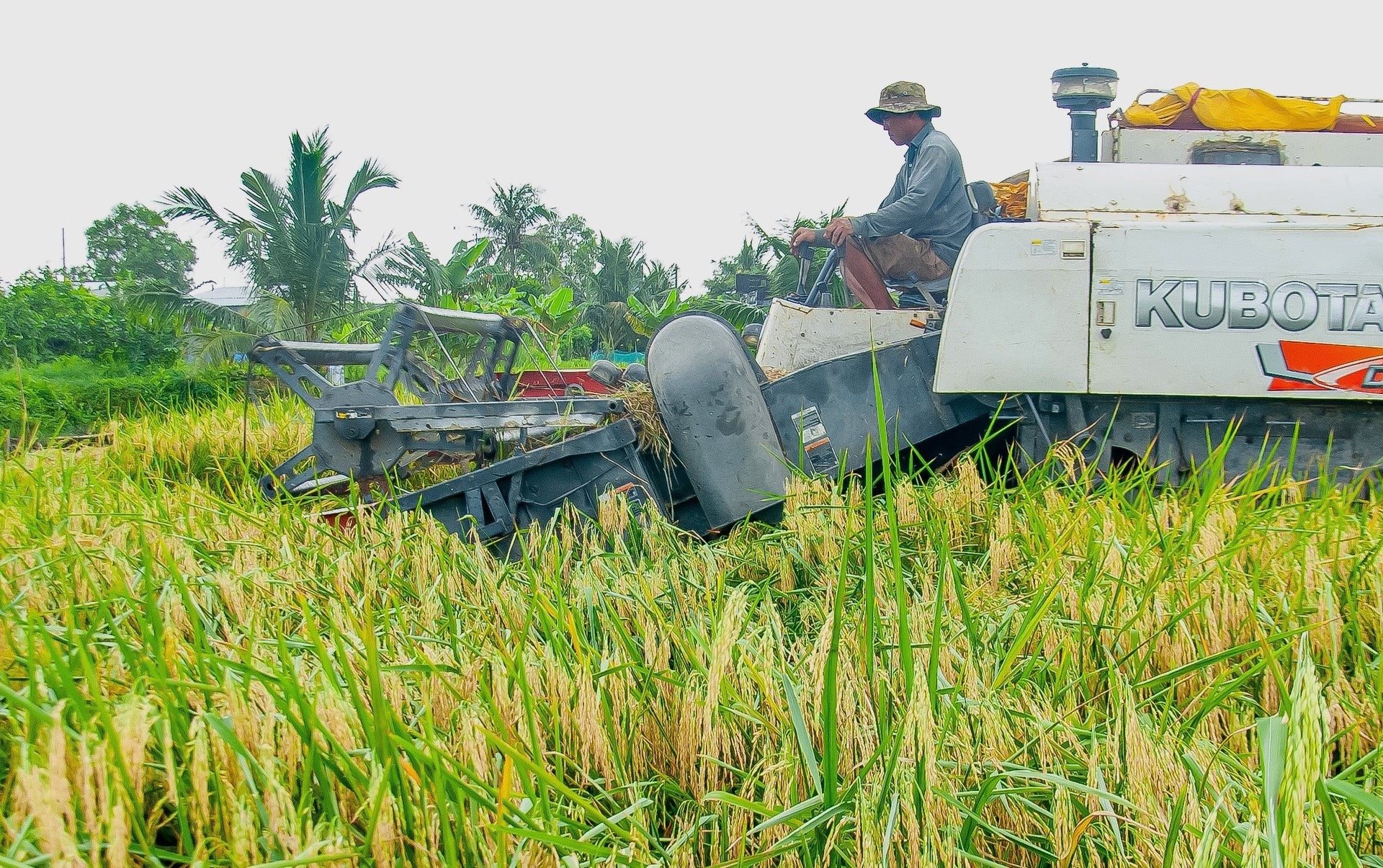 Giá lúa gạo hôm nay 11/10: Giá gạo biến động trái chiều. (Ảnh minh họa)