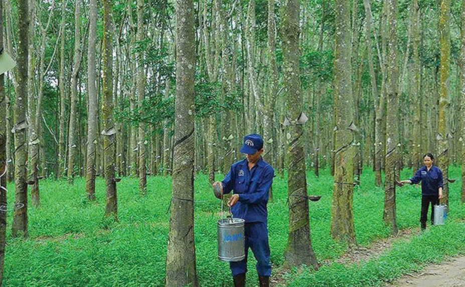 Giá cao su cải thiện, Cao su Tây Ninh (TRC) lãi gấp 5,6 lần cùng kỳ trong quý III/2024