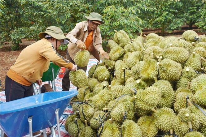 Sầu riêng tiếp tục tăng, nông dân phấn khởi