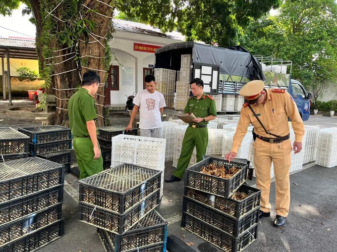 Lực lượng chức năng Quảng Ninh bắt giữ vụ vận chuyển giống gia cầm nhập lậu